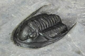 Cornuproetus Trilobite Fossil - Morocco #125128