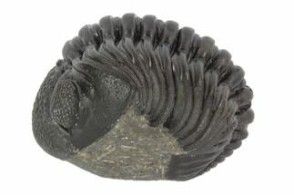 1.7" Wide, Enrolled Pedinopariops Trilobite - Mrakib, Morocco - Fossil #125112