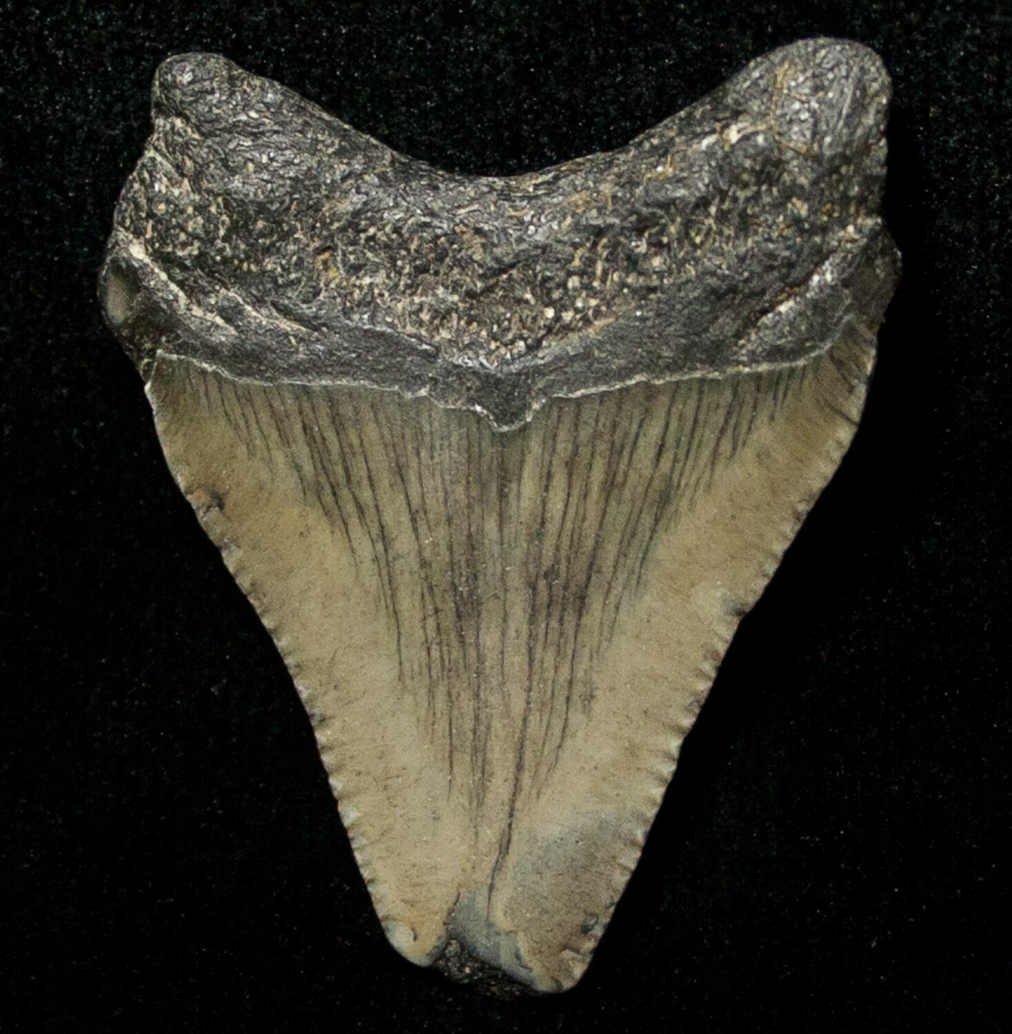 1.52" Juvenile Megalodon Tooth - South Carolina For Sale ...