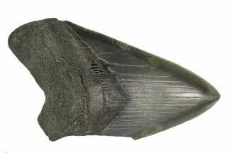 Serrated, Partial Fossil Megalodon Tooth - South Carolina #125258