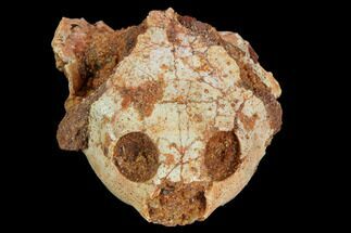 Fossil Turtle Skull - Kem Kem Beds, Morocco #125297