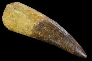 Giant, Spinosaurus Tooth - Composite Tooth #125298