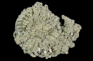 Pyritize Encrusted Ammonite (Pleuroceras) Fossil - Germany #125400