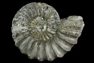 Pyritized Ammonite (Pleuroceras) Fossil - Germany #125405