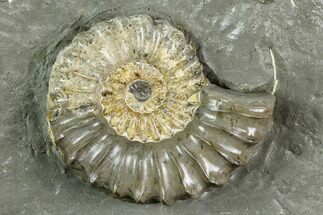 Ammonite (Pleuroceras) Fossil in Rock - Germany #125425