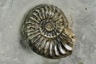 Ammonite (Pleuroceras) Fossil & Gastropod in Rock - Germany #125431