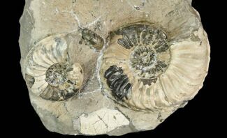 Three Ammonite (Pleuroceras) Fossils in Rock - Germany #125430