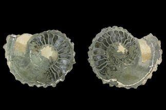 Pyritized/Agatized Ammonite (Pleuroceras) Fossil Pair - Germany #125371