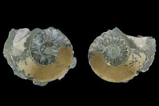 Cut Pyritized Ammonite (Pleuroceras) Fossil Pair - Germany #125372