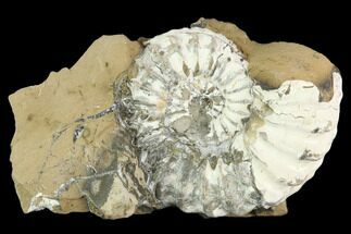 Pyritized Ammonite (Pleuroceras) Fossil in Rock - Germany #125421