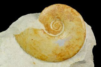 Ammonite (Glochiceras) Fossil in Rock - Drügendorf, Germany #125444