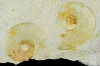 Two Ammonite (Glochiceras) Fossils in Rock - Drügendorf, Germany #125445
