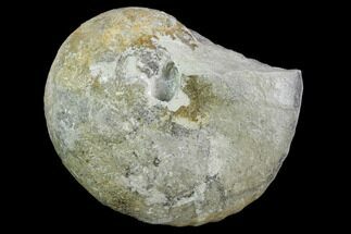 Ammonite (Physodoceras) Fossil - Drügendorf, Germany #125448