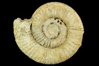 Ammonite (Orthosphinctes) Fossil - Staffelberg, Germany #125449