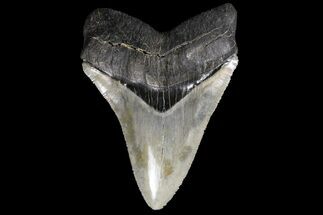 Serrated, Chubutensis Shark Tooth - Megalodon Ancestor #125582