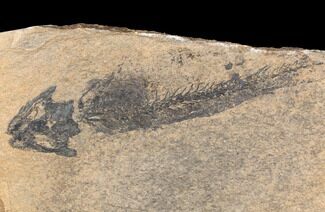 Discosauriscus (Permian Reptiliomorph) - Soft Bodied Preservation #125588
