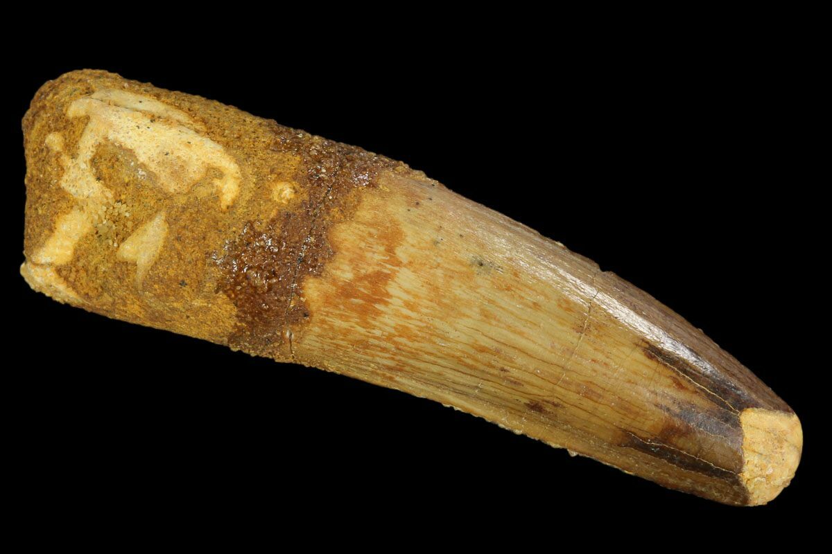 spinosaurus tooth