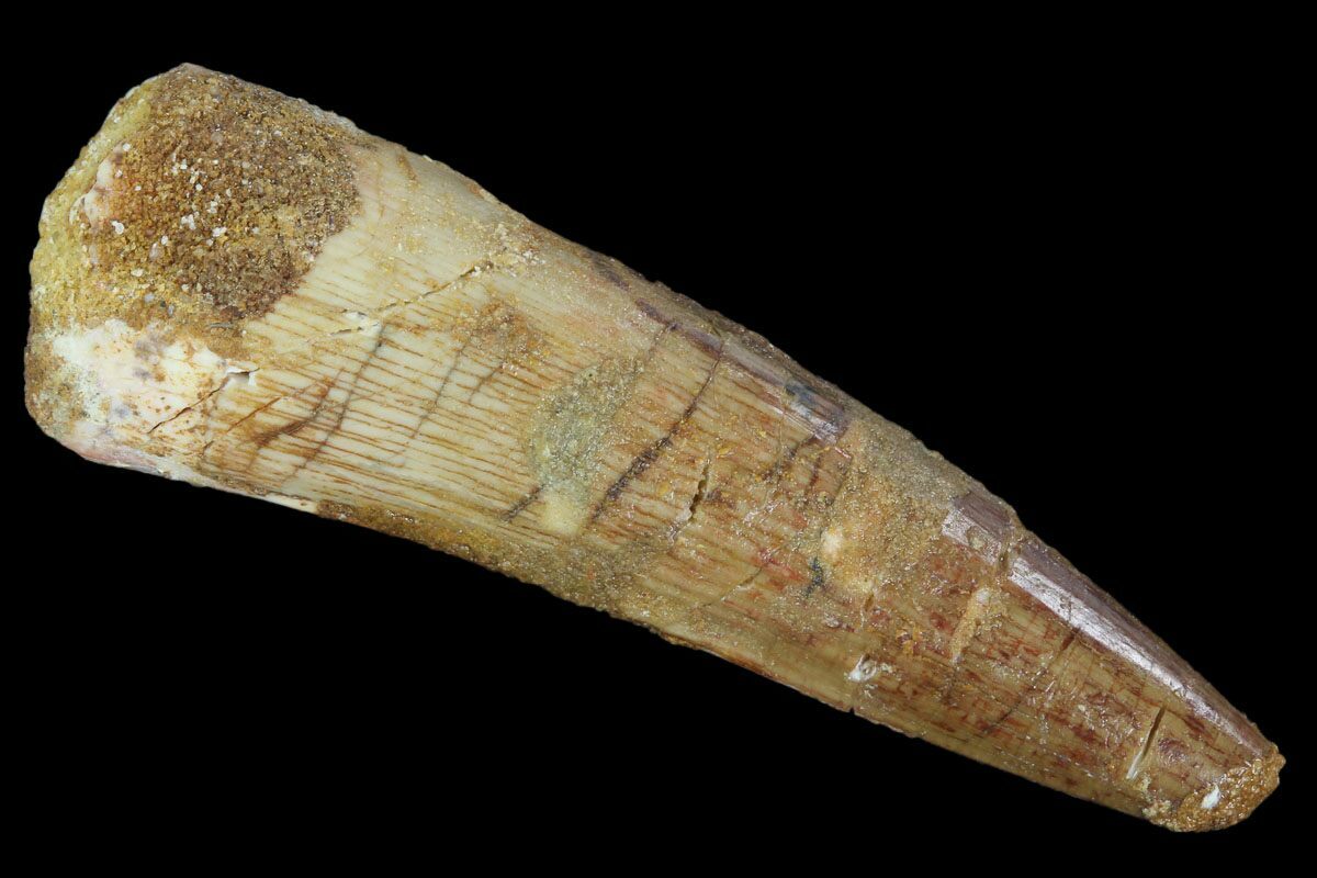 spinosaurus fossil tooth