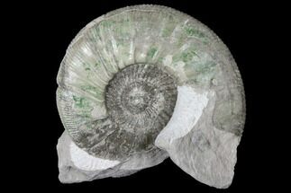 Ammonite (Orthosphinctes) Fossil on Rock - Germany #125894