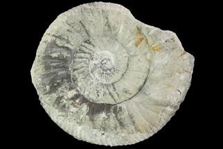 Ammonite (Orthosphinctes) Fossil in Rock - Drügendorf, Germany #125849
