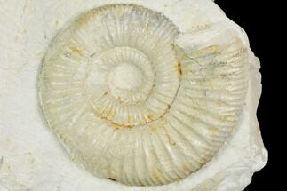 Ammonite (Ataxioceras) Fossil in Rock - Drügendorf, Germany #125860