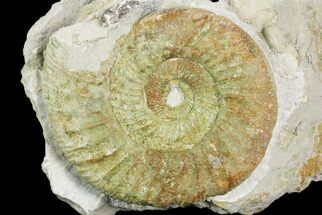 Green Ammonite (Orthosphinctes) Fossil on Rock - Germany #125878