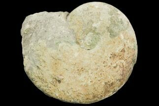 Ammonite (Glochiceras) Fossil - Germany #125882