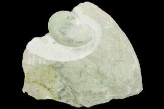 Ammonite (Physodoceras) Fossil - Germany #125883