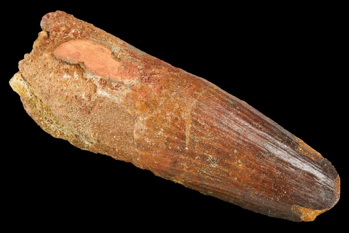 real spinosaurus tooth