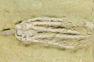 Crinoid (Lanecrinus) Fossil - Crawfordsville, Indiana #126184