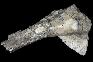 Partial Stegosaurus Femur - Colorado #120474