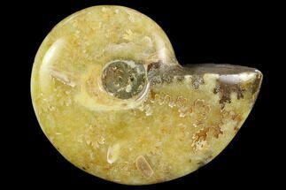 Polished, Agatized Ammonite (Cleoniceras) - Madagascar #119190