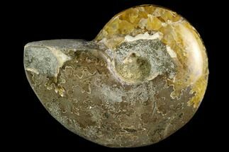 Polished, Agatized Ammonite (Cleoniceras) - Madagascar #119201