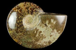 Polished, Agatized Ammonite (Cleoniceras) - Madagascar #119168
