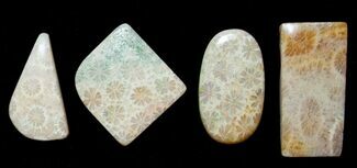 Four Assorted Fossil Coral Cabs #8624