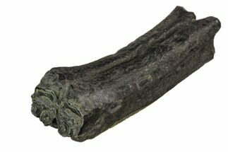 Pleistocene Aged Fossil Horse Tooth - Florida #123237