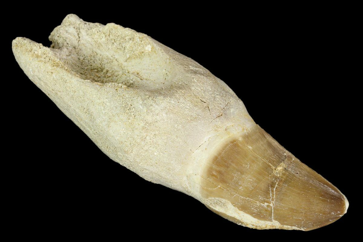 mosasaur tooth fossil