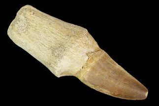 Fossil Rooted Mosasaur (Prognathodon) Tooth - Morocco #116920