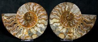 Polished Ammonite Pair - Crystal Lined #8446