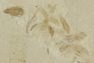 Beetle Fossil Cluster- Green River Formation, Utah #101659