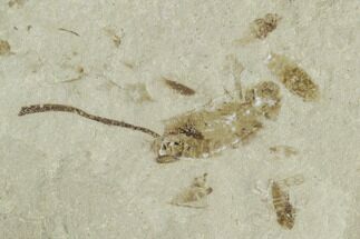 Cricket and Crane Fly Fossil- Green River Formation, Utah #101673