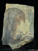 Paradoxides Gracilis Trilobite - Czech Republic #1487