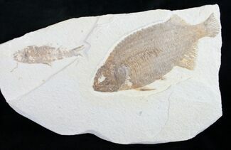 Phareodus Fossil Fish With Knightia #8788