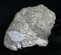 Pyrite Replaced Brachiopod - Sylvania, Ohio #8805