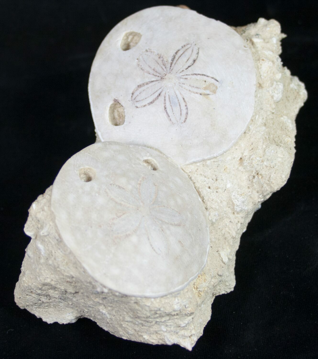 Two Fossil Sand Dollars (Scutella) - Europe (#252142) For Sale 