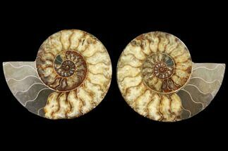 Agatized Ammonite Fossil - Madagascar #127248