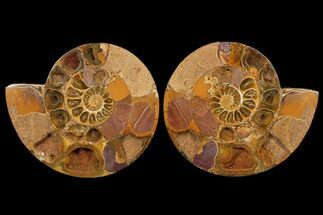 Cut & Polished Jurassic Ammonite - Madagascar #127253
