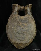 Large Edmontosaurus Vertebra - Hadrosaur #1494