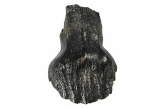 Rooted Ankylosaur Tooth - Judith River Formation #128533