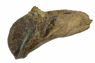 Partially Rooted Triceratops Tooth - North Dakota #128500